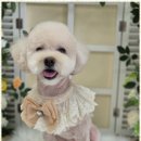 우리동네펫샵 이미지