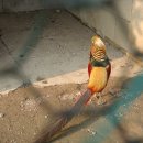 금계농장 이미지