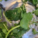 부림생오리 이미지