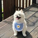나비애뜰 | 전북 익산 춘포면 "나비애뜰"｜애견 간식 강아지 음식 반려동물 동반 애견 카페 추천