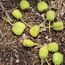 오름농장 이미지