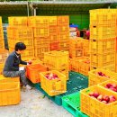 요셉사과농원 | 문경사과축제와 문경 요셉 농원 사과 따기 체험 후기