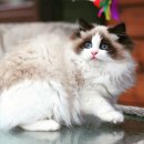 랙돌캐터리파이널돌 이미지