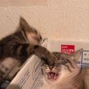 냥냥펀치 이미지