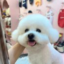뭉미샵 | 전주 효자동 애견미용실 뭉미샵 미니비숑 미용 예쁜강아지(은비)전주강아지