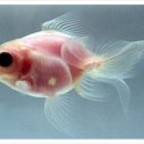 금붕어PC 이미지