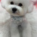 더 귀엽개 이미지