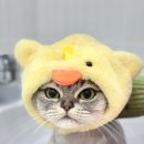 부산고양이미용&호텔 무냥무냥 대연점 이미지