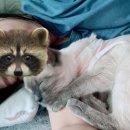 행복드림 동물병원 이미지