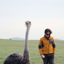 애니멀즈 이미지