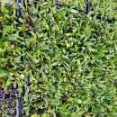 꽃다지 맞은편 이미지