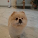 프로펫애견샵