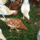 하늘농장2 이미지