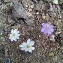하얀색, 보라색 노루귀가 꽃을 피웠습니다. 이미지