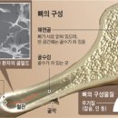 건강 100세, 뼈에 달렸다 이미지