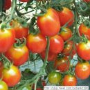 임마누엘농장 이미지