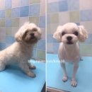 59펫살롱