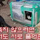 얼어죽지 않으려면 싸웠어도 서로 품어준다 이미지