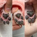 드림펫 동물병원 | 드림펫동물병원 미용실, 중곡동 애견미용, 광진구 애견미용, 장모치와와 미용, 휴밋 릴리프 풋세럼...