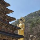 씨유금동점 | 속리산 벚꽃 속리산 법주사 세조길 보은 여행 입장료