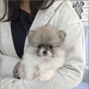 꽃강아지 이미지