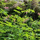 오제농원민박 이미지