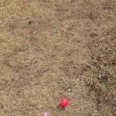 구영로R | ⛳파크골프 2급 자격증 실기 시험 합격하는 법 — 하이샷 라운딩 마스터 클래스