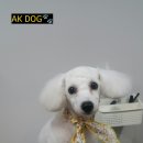 AK. DOG 이미지