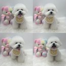 멍멍아 미용하자 이미지