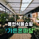 들국화 | 🪴 [겨울맞이 분갈이] 용인 처인구 '가든온마당' 방문 후기: 소확행 식물 쇼핑