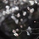 매화꽃민박 이미지