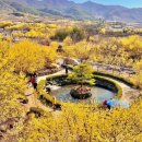 🌼구례 산수유 축제 공연 일정 안내드립니다🌼(재공지) 이미지