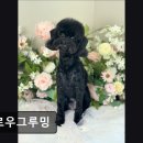 멜로우 그루밍 이미지