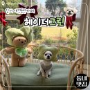 대장로 | [양이랑오물오물] 강서 애견동반카페 헤이더그린 벚꽃 나들이 다녀온 후기
