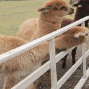 성인목장 이미지