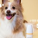 젤리댕댕이 이미지