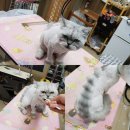 느낌it개 이미지