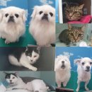 영민동물병원 이미지