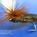 패러슈트(parachute) 이미지