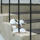 오묘 고양이카페호텔미용 이미지