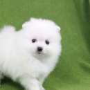 도그블랑 이미지