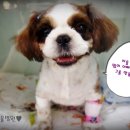 단비동물병원 이미지