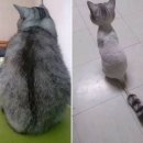 나나애견 이미지