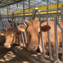 안골목장 이미지