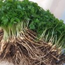 달성영농조합법인 이미지