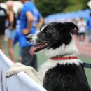 윤선생애견훈련소 이미지