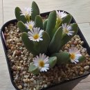 그락실리스틸룸 이미지