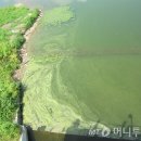 낙동강제방(2) 이미지