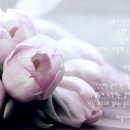 아침나라
