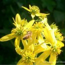 정승골양봉원 이미지